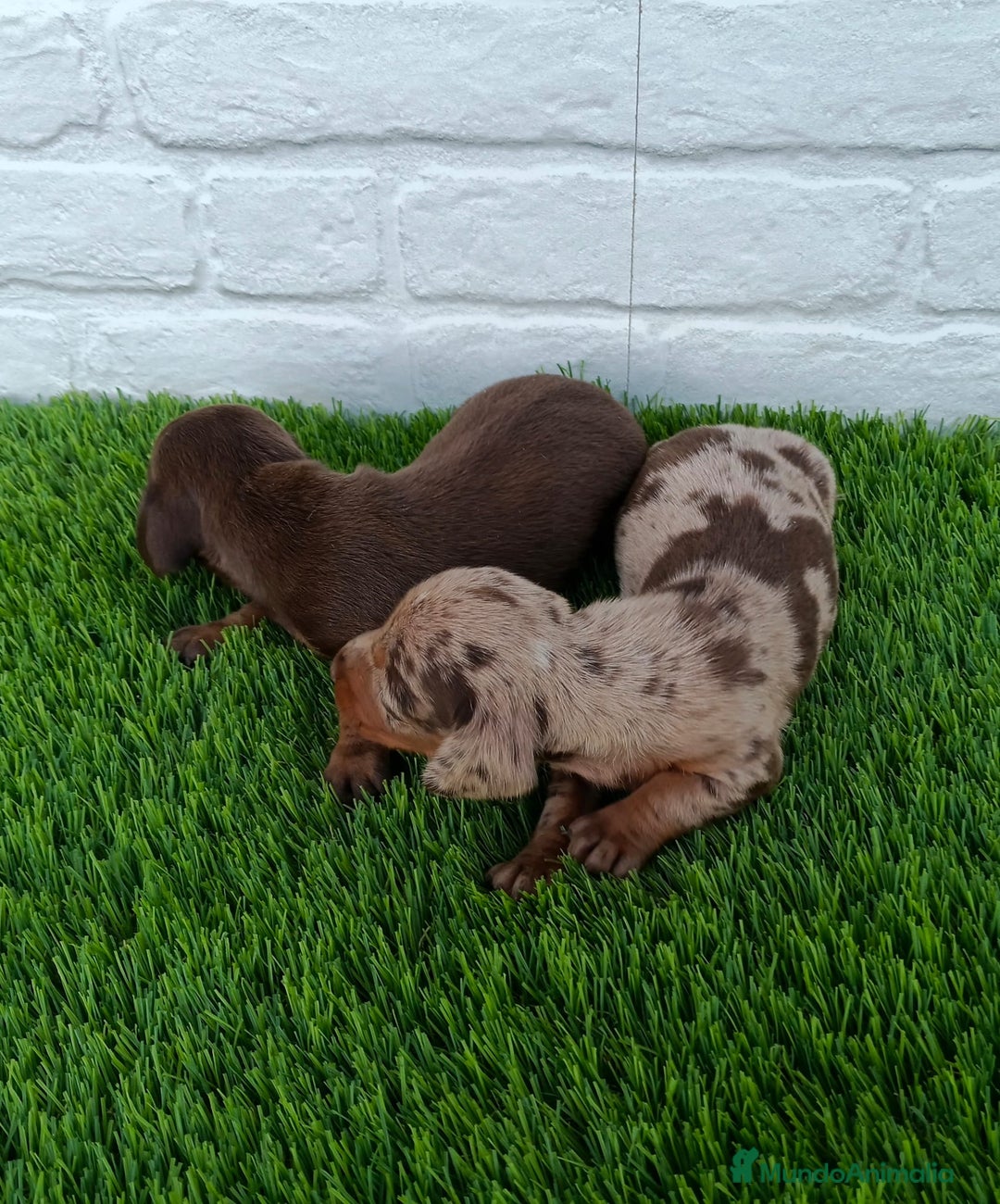 Teckel Miniatura perros en venta: TECKEL ARLEQUÍN CHOCOLATE  - Imagen 2