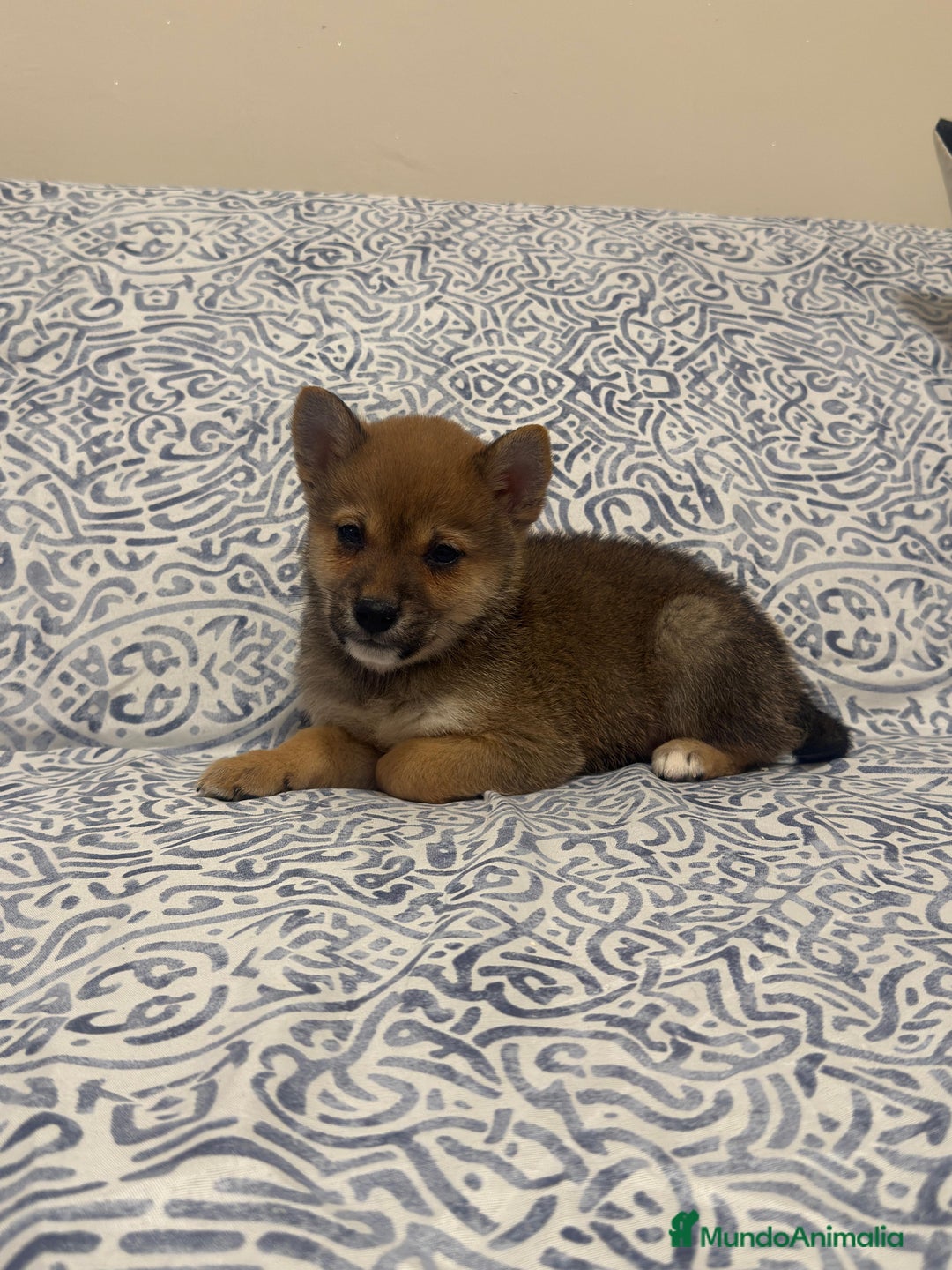 Shiba Inu perros en venta: Shiba Inu rojos preciosos machos  - Anuncio 2