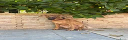 Whippet perros en venta: Preciosos whippet - Anuncio 4