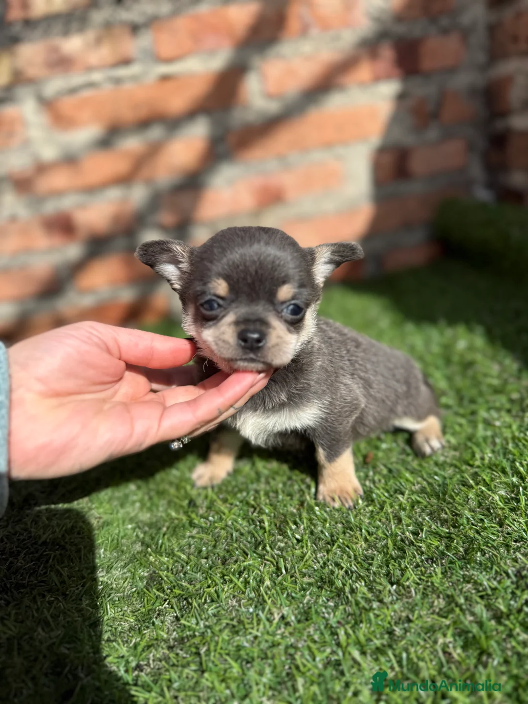 Chihuahua perros en venta: Chihuahuas cabeza manzana hembras - Anuncio 6
