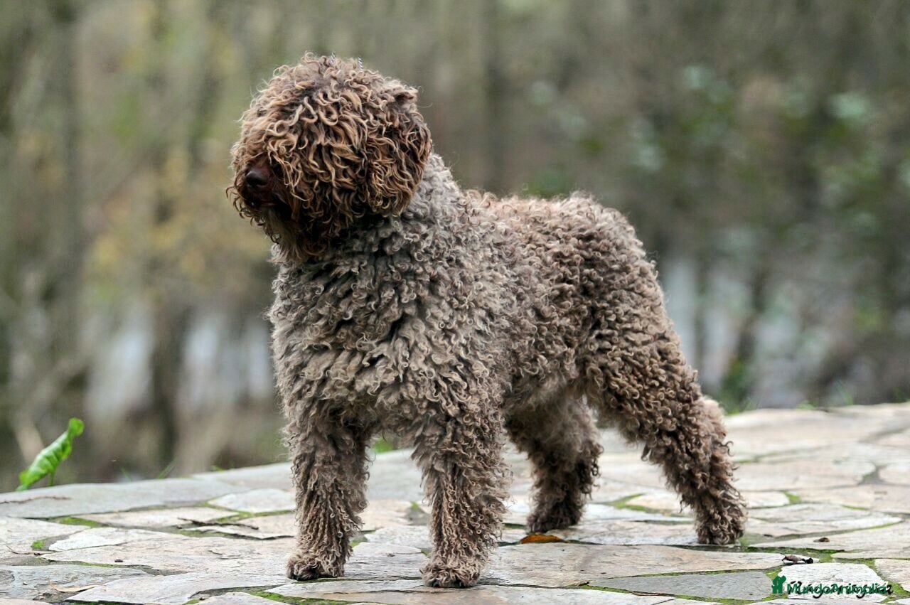 Perro de Agua Español perros Exclusiva Camada de Perro de agua Español  - Anuncio 1