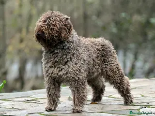 Perro de Agua Español perros Exclusiva Camada de Perro de agua Español - Anuncio 1