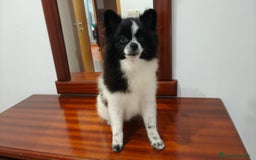 Pomerania perros en venta: Se venden dos femias Lulu de pomerania  - Imagen 12