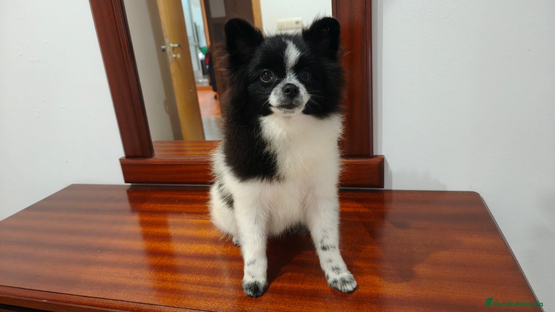 Pomerania perros en venta: Se venden dos femias Lulu de pomerania  - Imagen 12