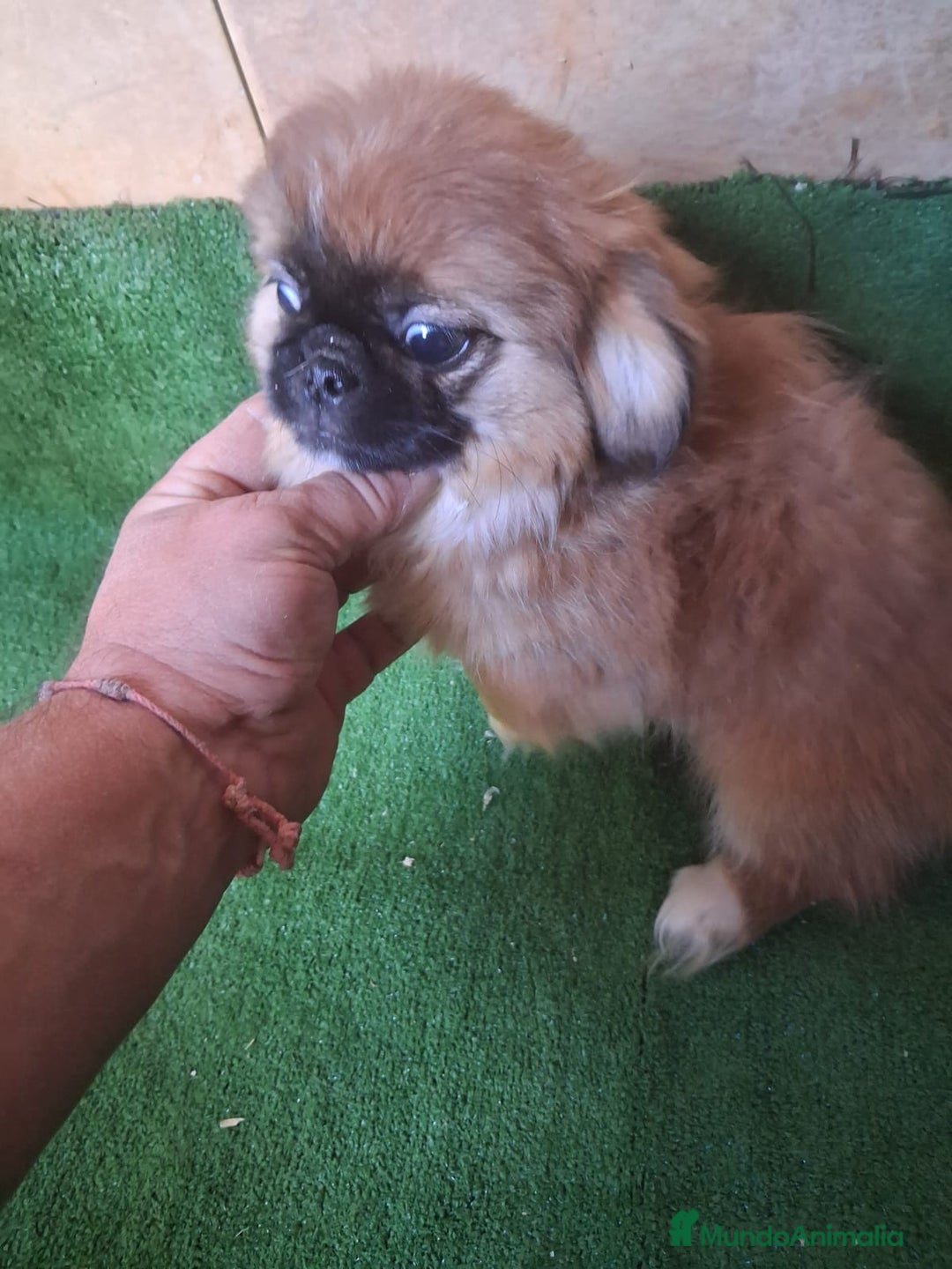 Pekinés perros en venta: Pequines hembra y macho  - Anuncio 3
