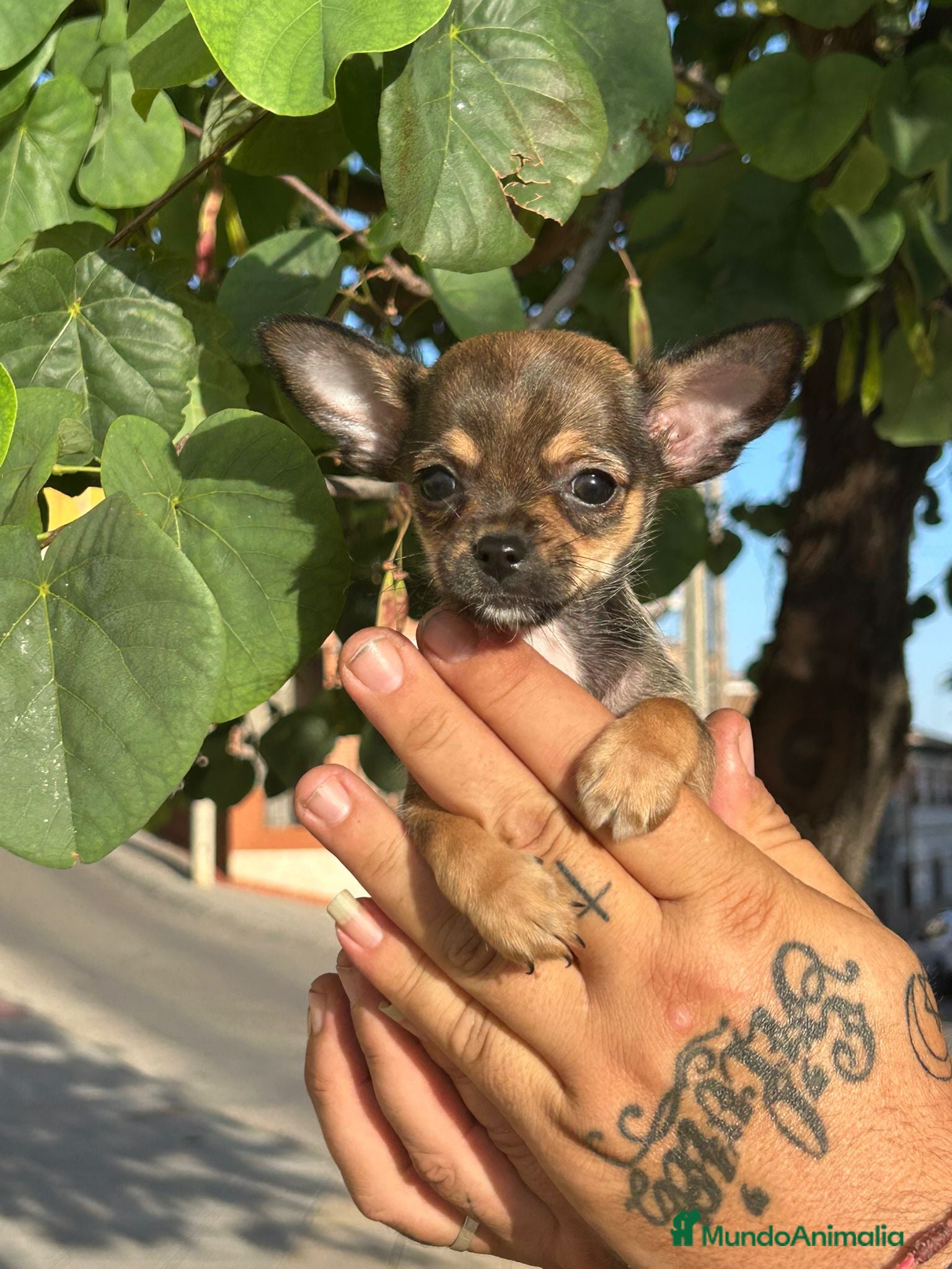 Chihuahua perros CHIHUAHUA MACHO  - Anuncio 1