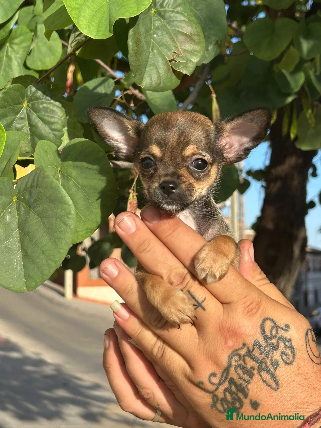 Chihuahua perros en venta: CHIHUAHUA MACHO  - Anuncio 1