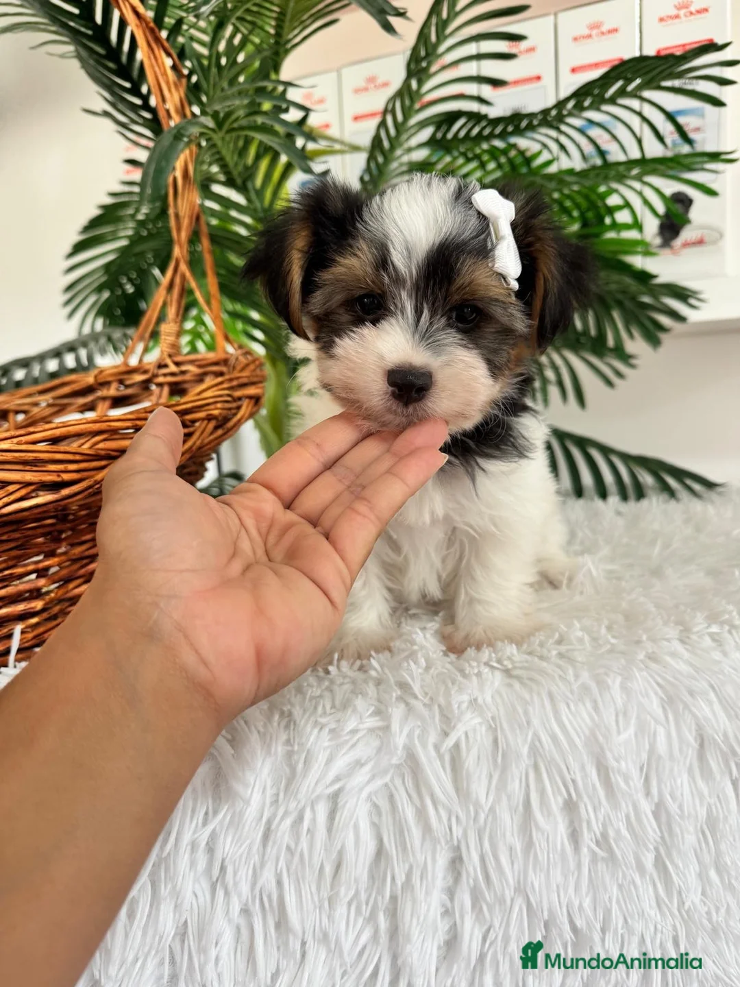 Yorkshire Terrier perros en venta: YORKSHIRE BIEWER - Anuncio 27