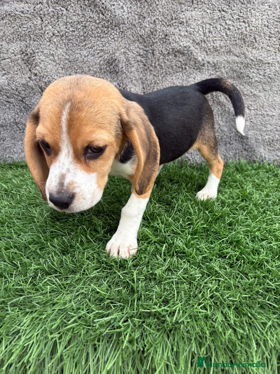 Beagle perros en venta: Precioso macho de Beagle  - Anuncio 4