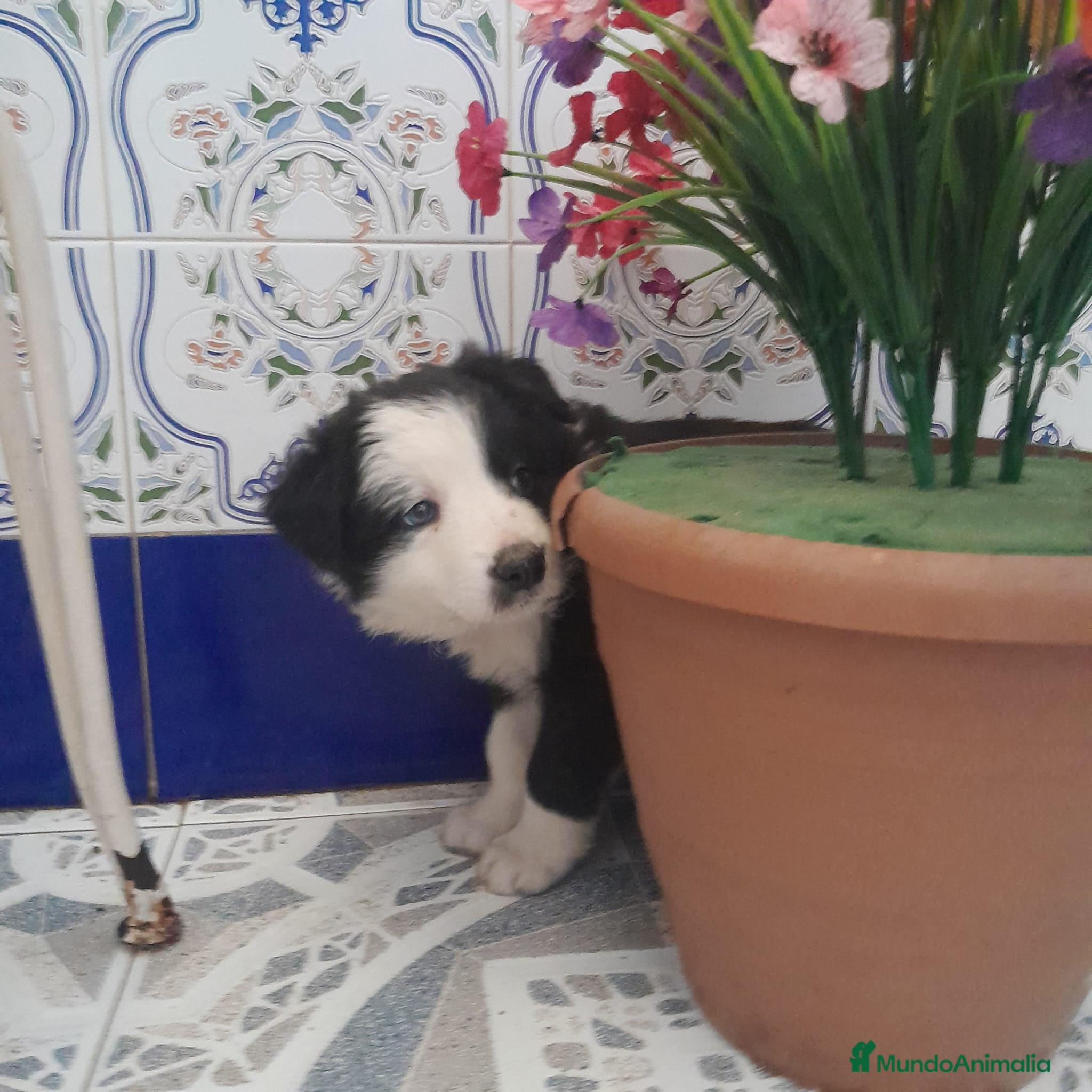 Border Collie perros BORDER COLLIE - Anuncio 1
