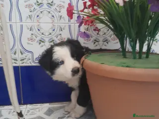 Border Collie perros BORDER COLLIE - Anuncio 5