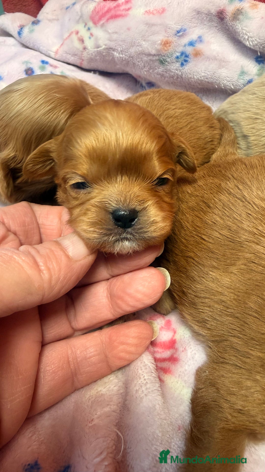 Shihpoo perros en venta: ShihPoo Cachorrotos dorados y rojos - Anuncio 8