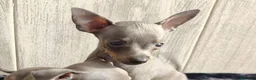 Ratón de Praga perros en venta: RATÓN DE PRAGA - Anuncio 2
