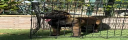 Pastor Belga Malinois perros en venta: Cachorra pastor belga Malinois  - Anuncio 4
