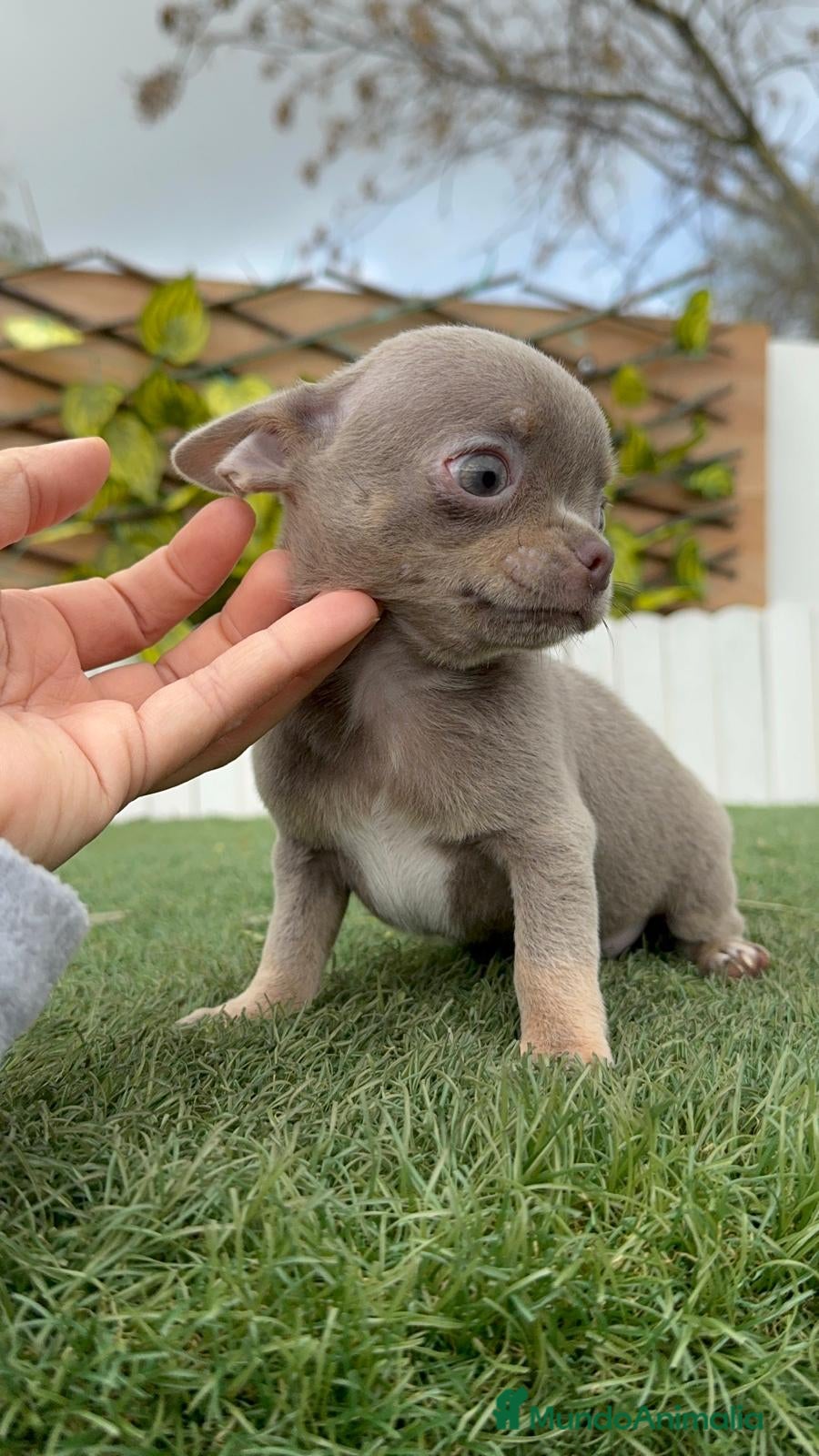 Chihuahua perros CHIHUAHUA MACHO - Anuncio 2