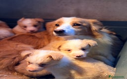 Border Collie perros en venta: Border collie - Anuncio 6