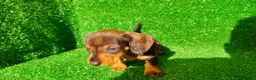 Teckel Miniatura perros en venta: Teckel miniatura  - Anuncio 3
