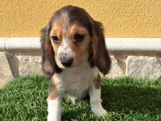 Beagle perros Cachorro macho de Beagle - Anuncio 4
