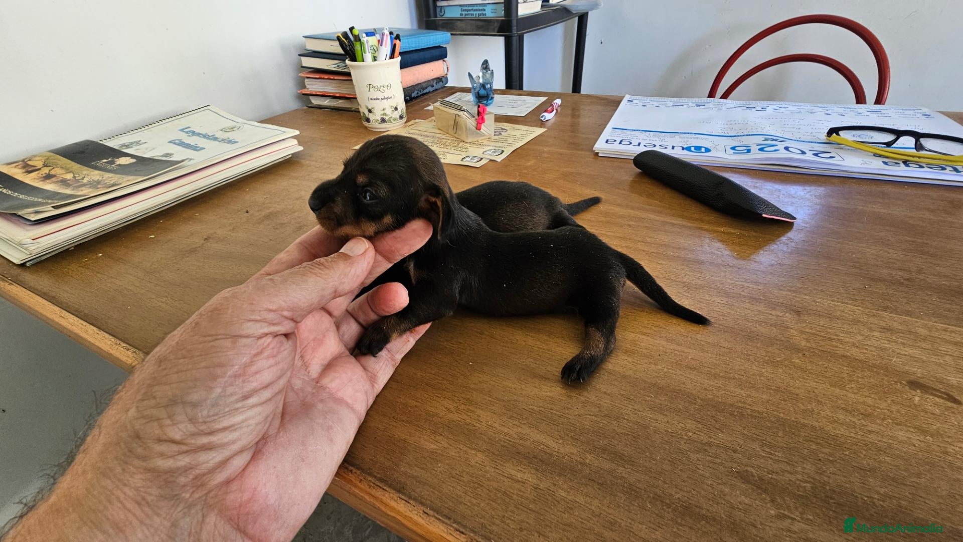 Teckel perros Cachorros teckel canichem  - Anuncio 1