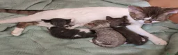 Devon Rex gatos en venta: Devon Rex – Gatitos disponibles - Anuncio 4