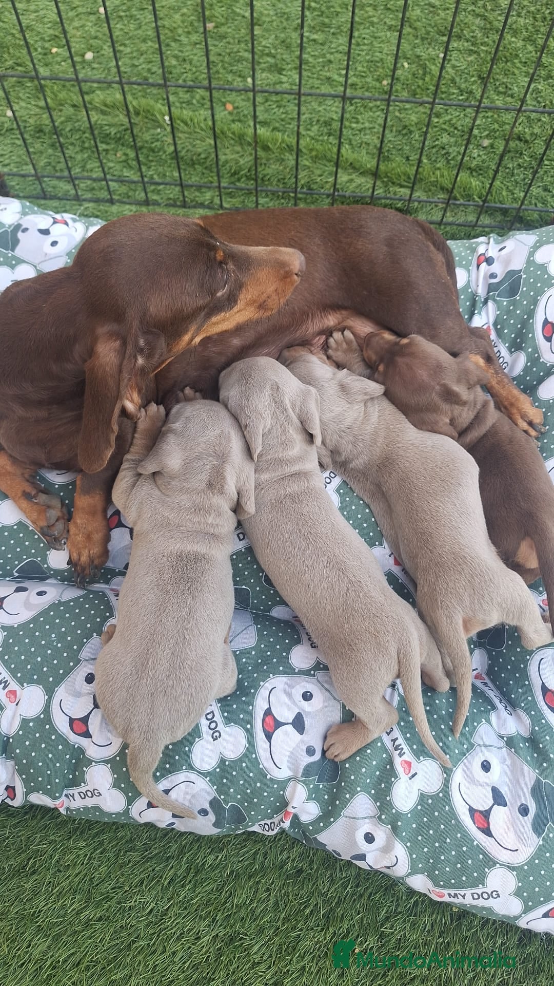 Teckel perros Teckel Mini Macho Isabello - Anuncio 27