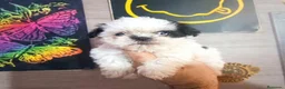 Shih Tzu perros en venta: Cachorros Shih Tzu - Anuncio 4