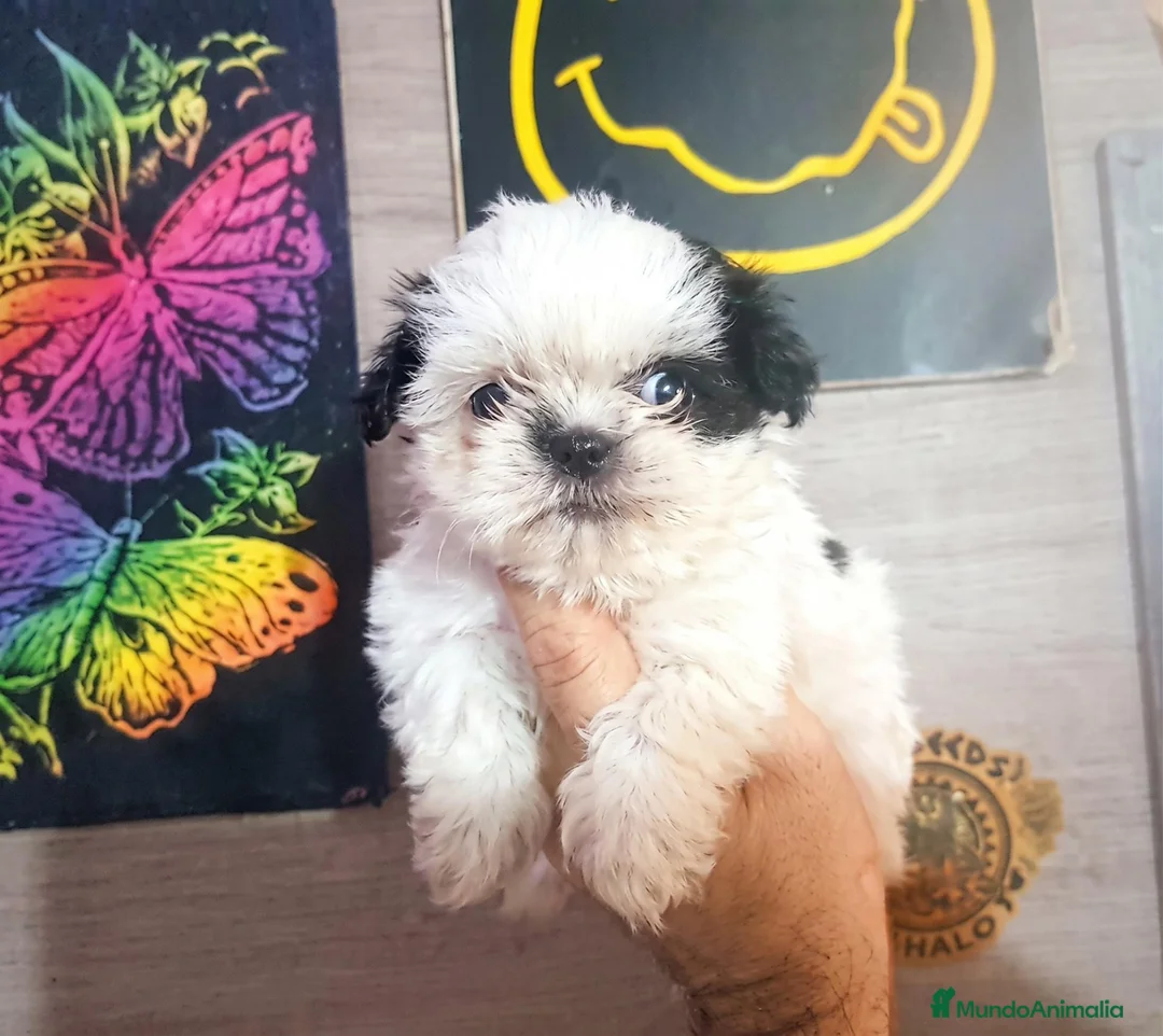 Shih Tzu perros en venta: Cachorros Shih Tzu - Anuncio 4