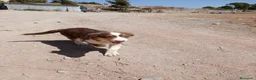 Pastor Australiano perros en venta: PASTOR AUSTRALIANO  - Anuncio 12