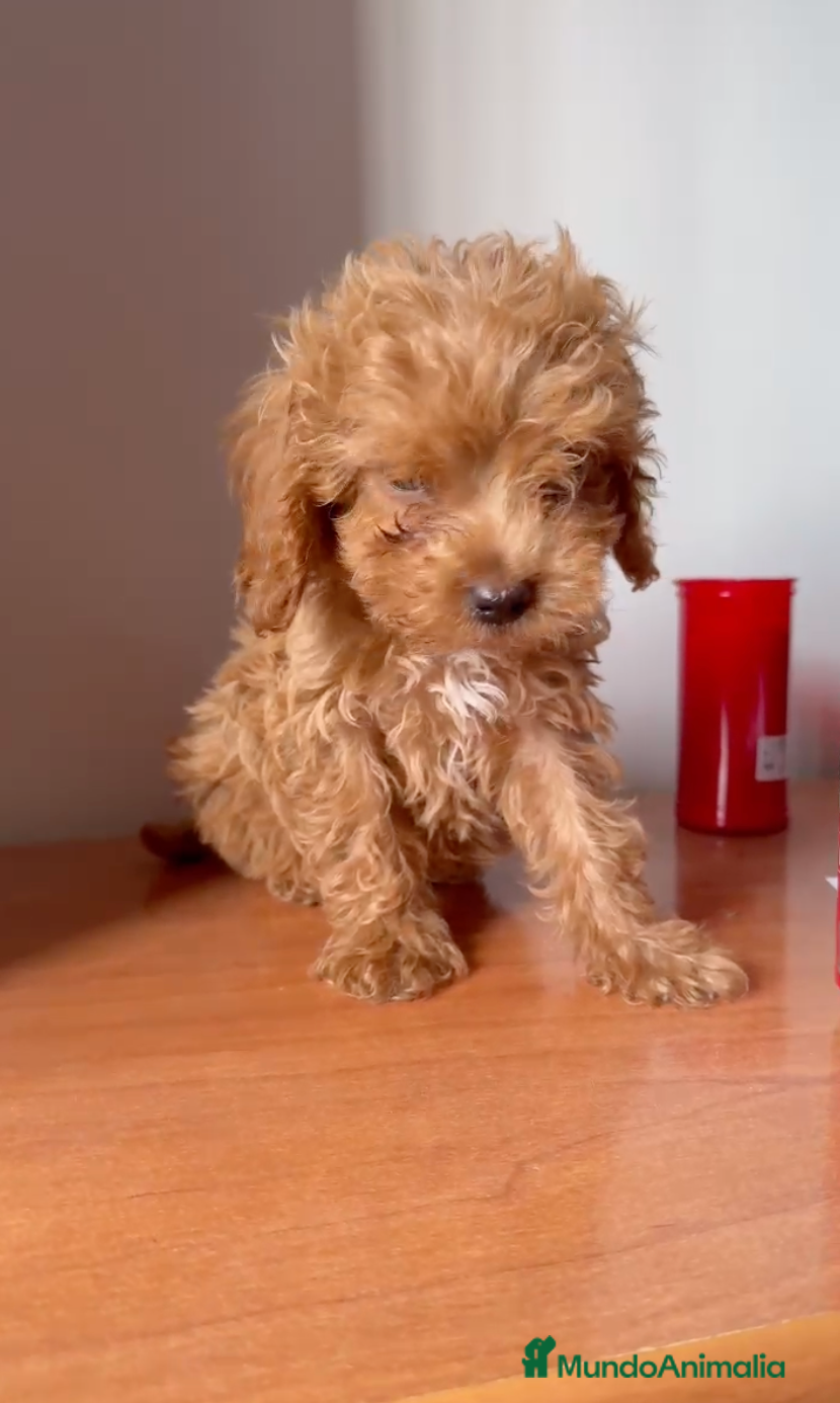 Caniche Toy perros Caniche Toy Macho - Anuncio 3