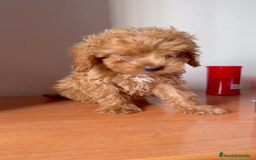 Caniche Toy perros en venta: Caniche Toy Macho - Imagen 1