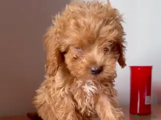 Caniche Toy perros Caniche Toy Macho - Anuncio 12