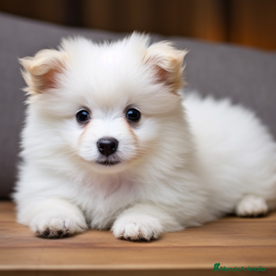 Maltipom perros maltipom - Anuncio 2
