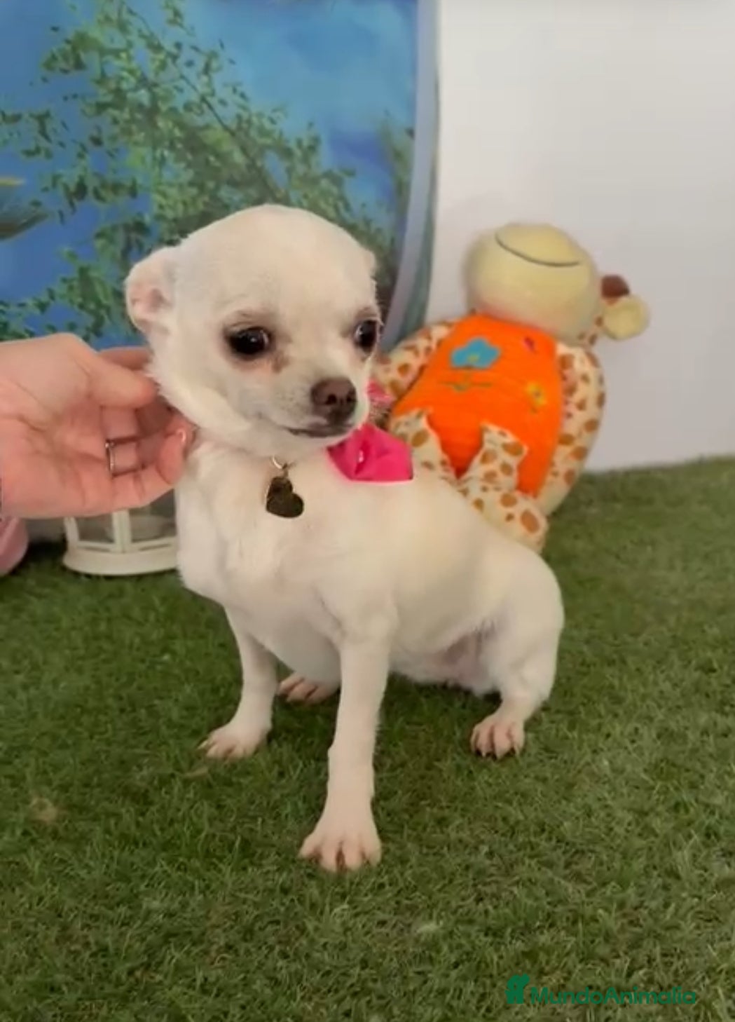 Chihuahua perros Chihuahua mini hembra - Anuncio 1