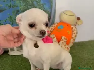 Chihuahua perros Chihuahua mini hembra - Anuncio 2