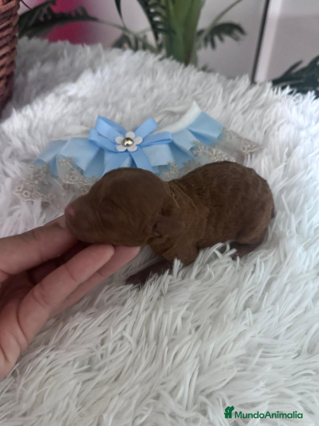 Caniche Toy perros en venta: CANICHE ROJO - Anuncio 8