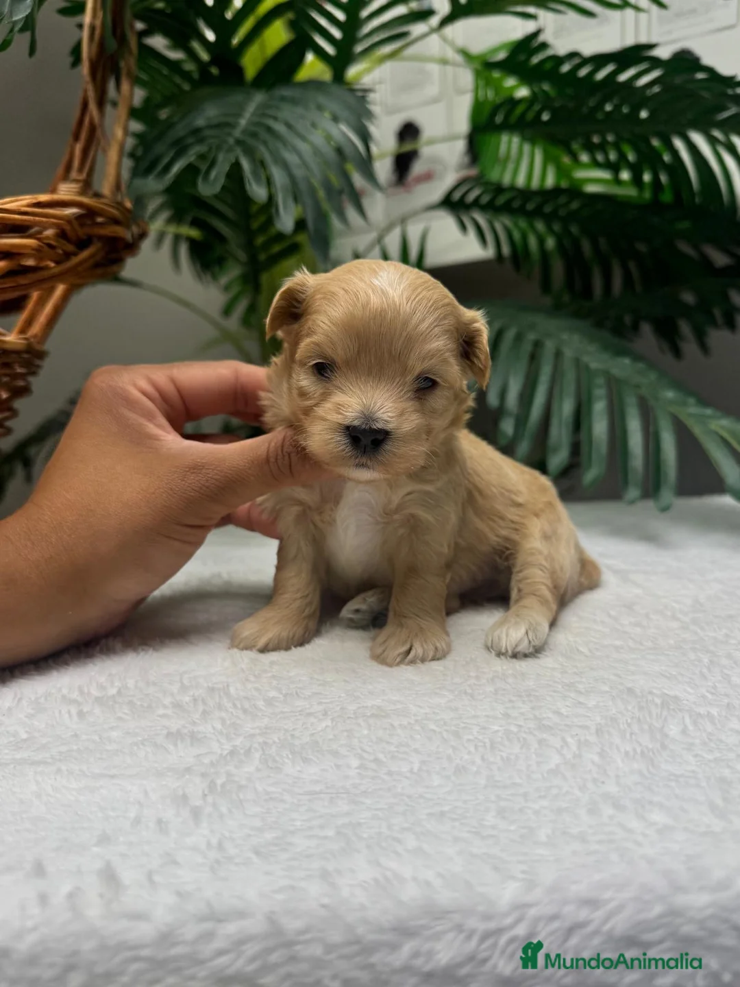 Maltipoo perros en venta: MALTIPOO - Anuncio 1