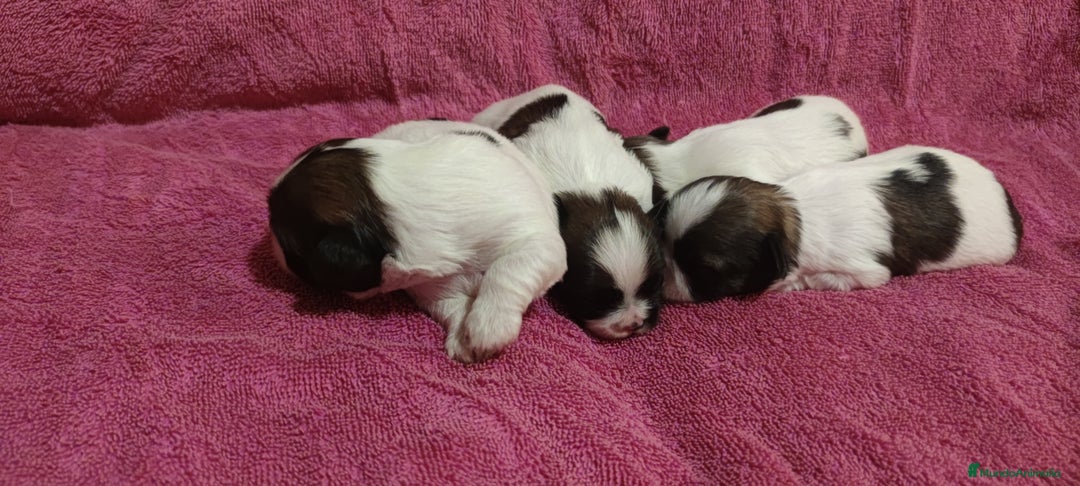 Shih Tzu perros en venta: Shih Tzu de Mumbrafer  - Imagen 2