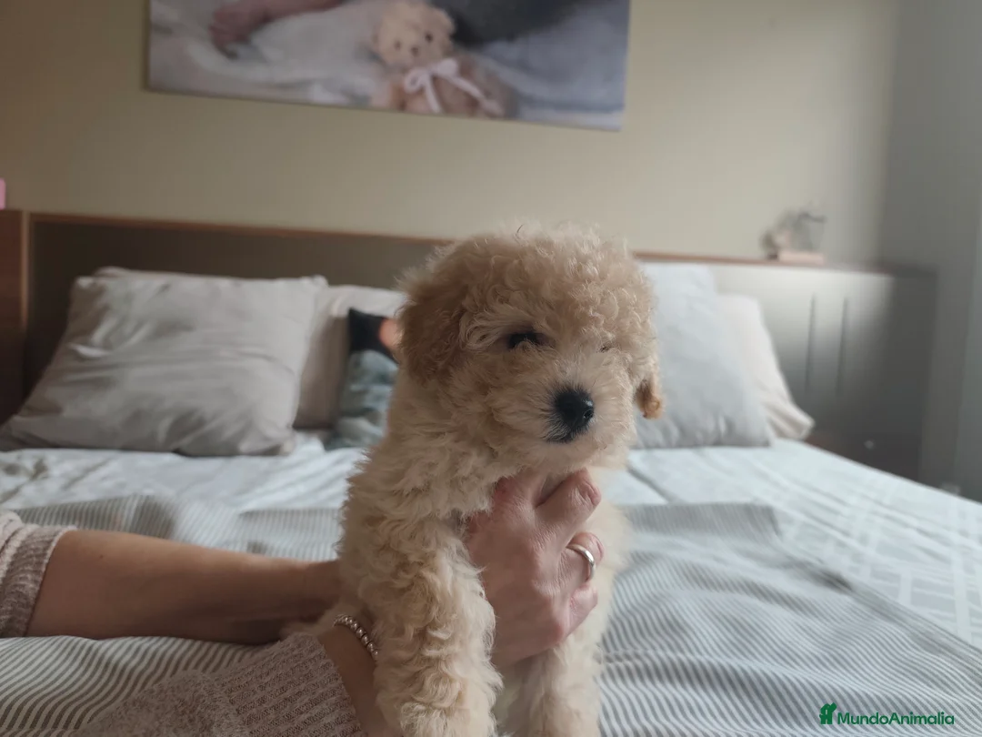 Caniche Toy perros en venta: Preciosos caniches  - Anuncio 3