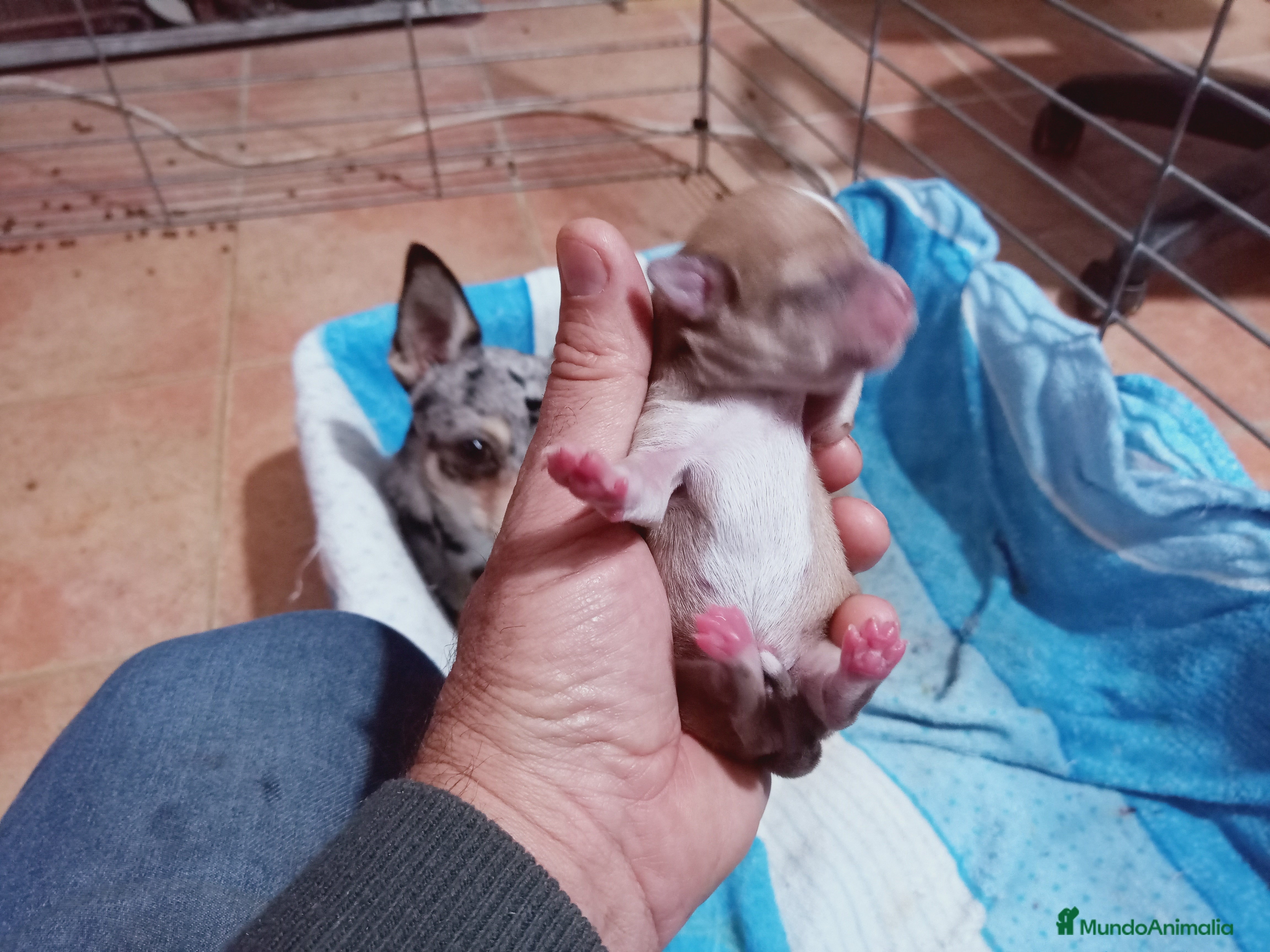 Chihuahua perros Camada Kiwi Chihuahua Merle - Anuncio 28
