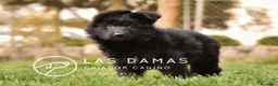 Pastor Alemán perros en venta: Pastor alemán negro de pelo largo - Anuncio 2
