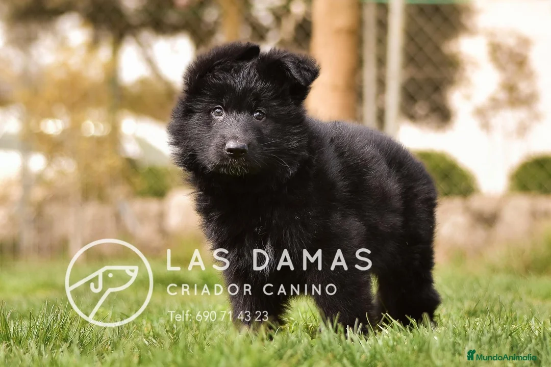 Pastor Alemán perros en venta: Pastor alemán negro de pelo largo - Anuncio 2