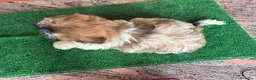 Shih Tzu perros en venta: Machitos - Anuncio 12