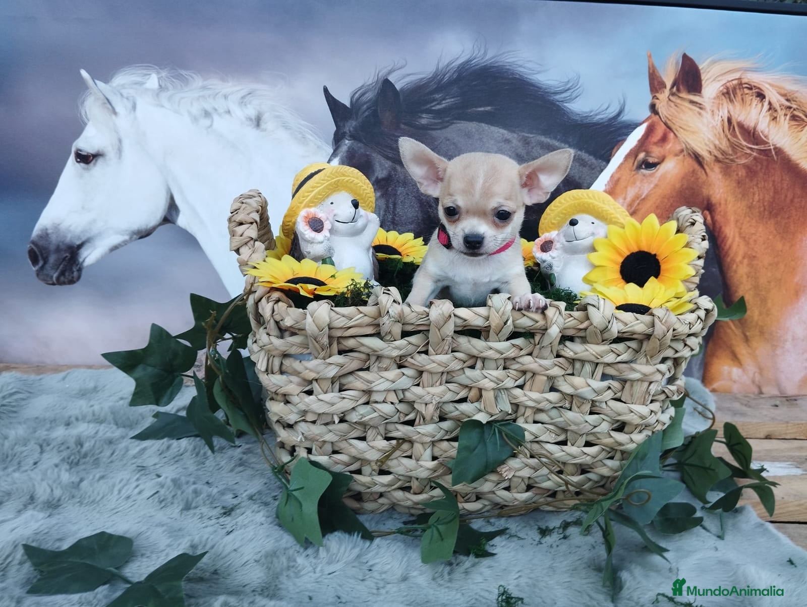 Chihuahua perros CHIHUAHUAS TOYS  - Anuncio 2