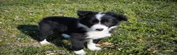 Border Collie perros en venta: Último cachorro border collie macho! - Anuncio 1