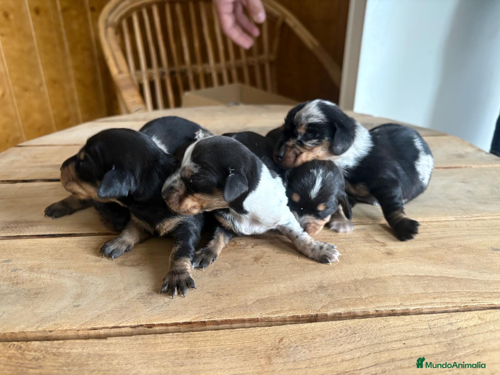 Teckel perros Dachshund   - Anuncio 16