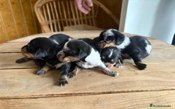 Teckel perros en venta: Dachshund   - Imagen 1