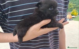 Pomerania perros en venta: Pomerania cachorros - Imagen 15