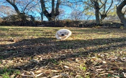 Golden Retriever perros en venta: Camadas de Golden - Imagen 4