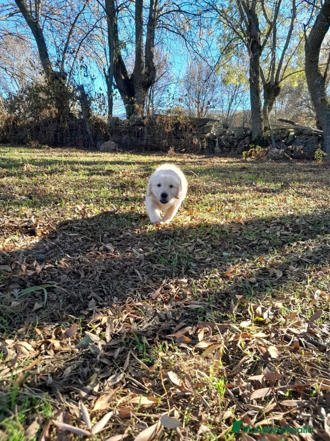 Golden Retriever perros en venta: Camadas de Golden - Anuncio 4