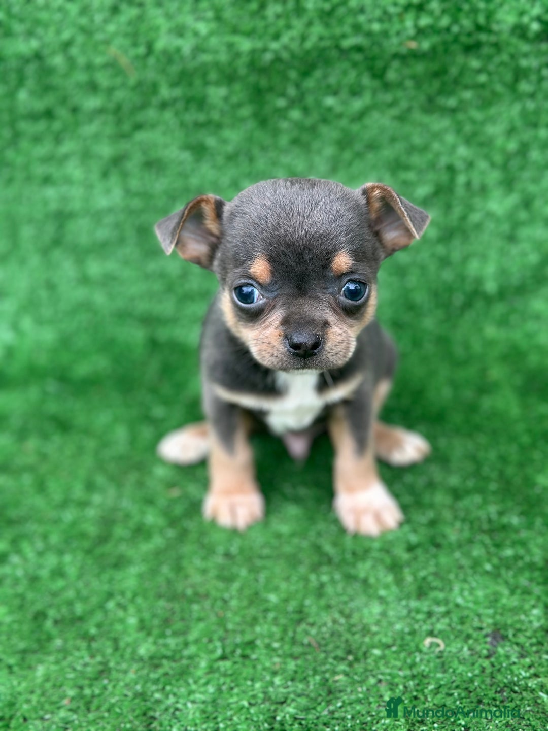 Chihuahua perros en venta: Chihuahua toy  - Anuncio 4